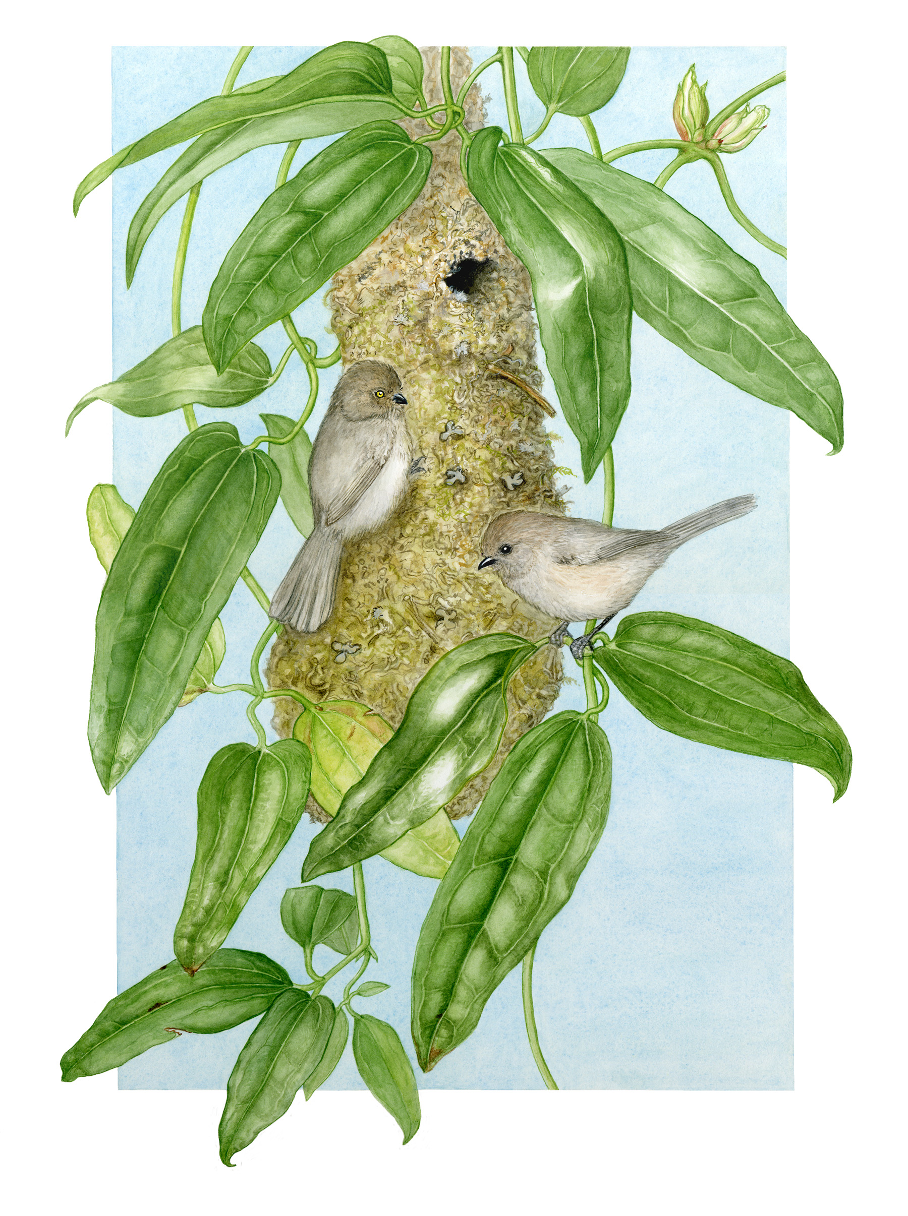 Bushtits &amp; nest