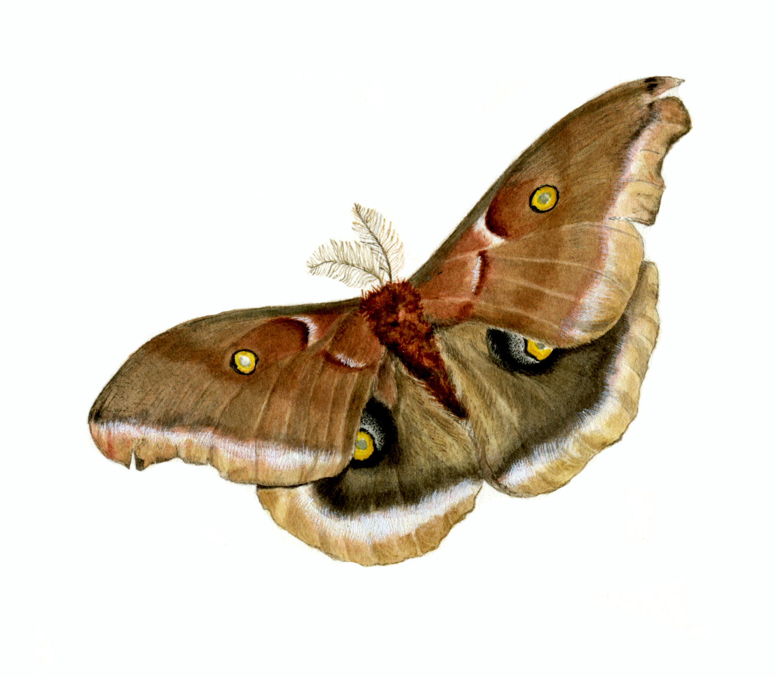 KM Polyphemus moth copy