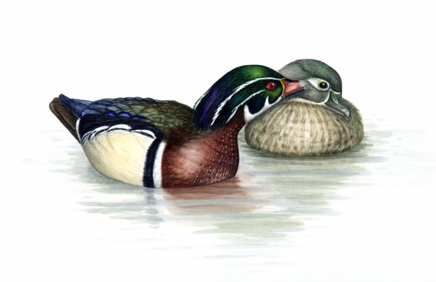 woodducks